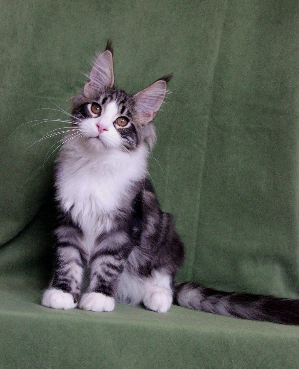 Vivaldi R Maine Coon kitten - Available for adoption at FavCats