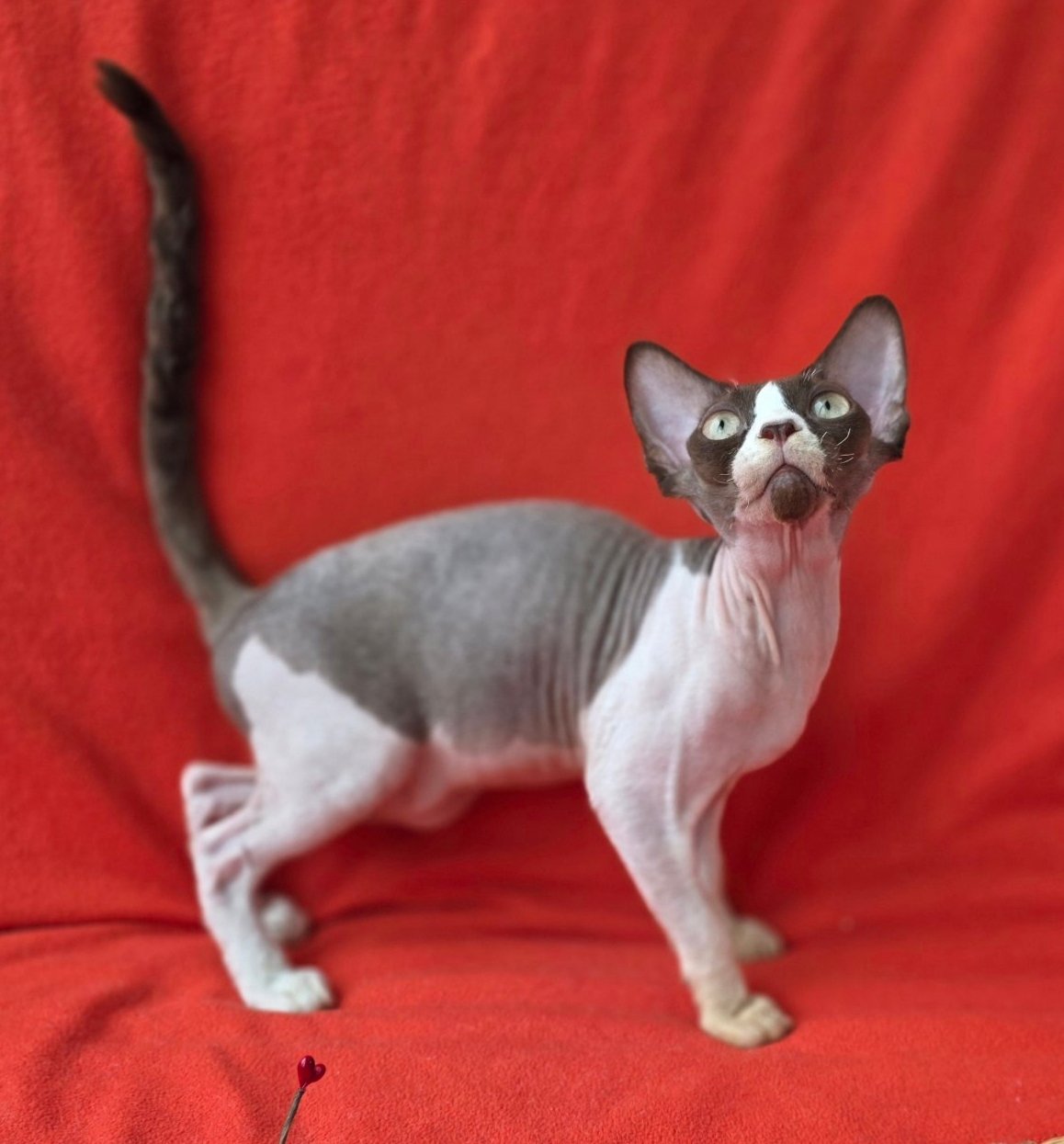 Zabava U Devon Rex Cat kitten - Available for adoption at FavCats