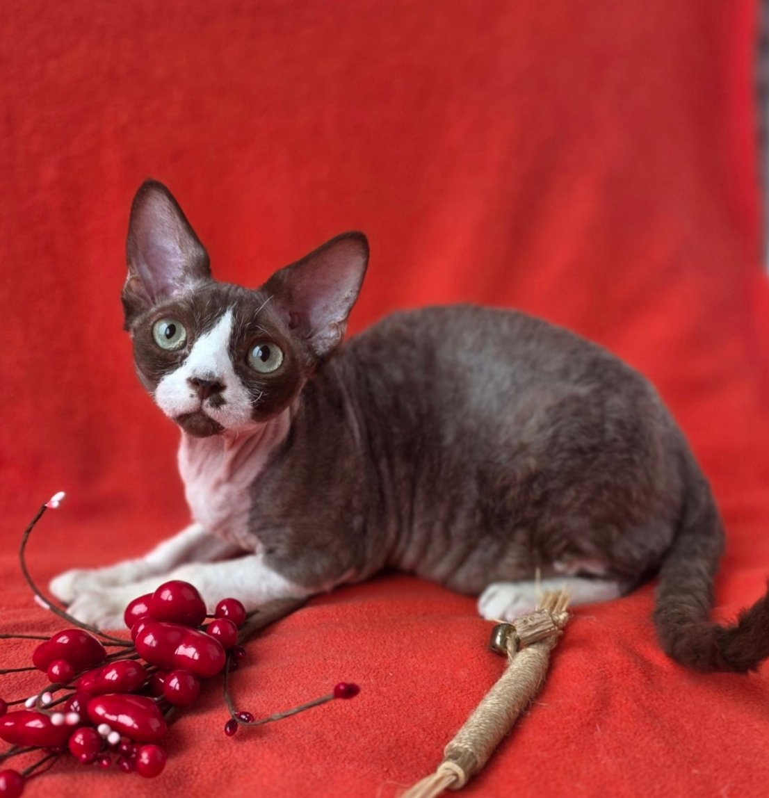 Zephyr U Devon Rex Cat kitten - Available for adoption at FavCats