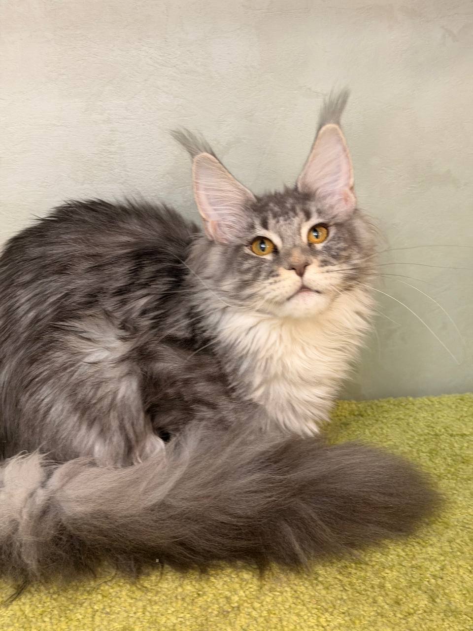 Delaila R Maine Coon kitten - Available for adoption at FavCats