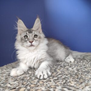 Dasha Maine Coon kitten - Available for adoption at FavCats