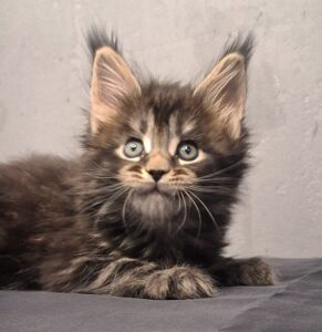Lerophant Maine Coon kitten - Available for adoption at FavCats