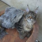 Izyum Polydactyl 6/6/6/6 thumbnail