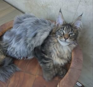Izyum Polydactyl 6/6/6/6 Maine Coon kitten - Available for adoption at FavCats
