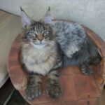 Izyum Polydactyl 6/6/6/6 thumbnail