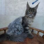 Izyum Polydactyl 6/6/6/6 thumbnail