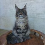 Izyum Polydactyl 6/6/6/6 thumbnail