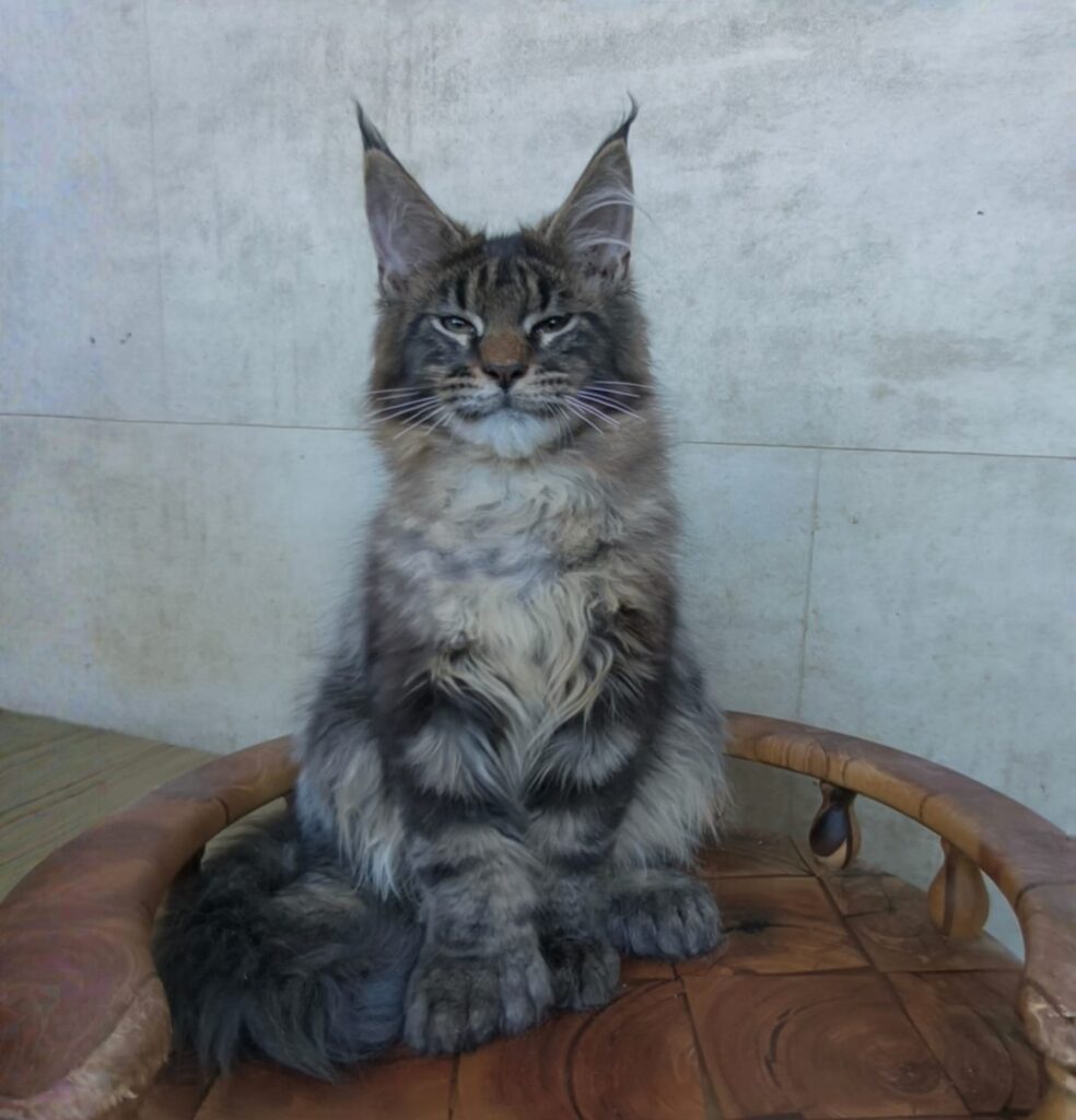 Izyum Polydactyl 6/6/6/6