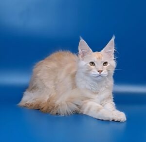 Imperial Maine Coon kitten - Available for adoption at FavCats