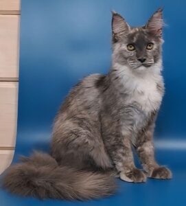 Ivi Maine Coon kitten - Available for adoption at FavCats