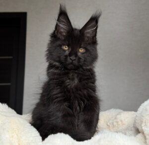 Johnny Depp Maine Coon kitten - Available for adoption at FavCats