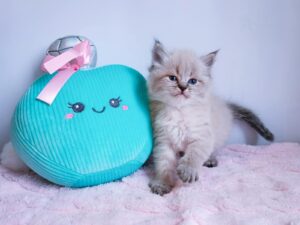 The Best Toys for Cats: How to Keep Your Pet Healthy and Happy