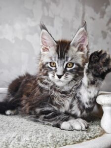 Brian Maine Coon kitten - Available for adoption at FavCats