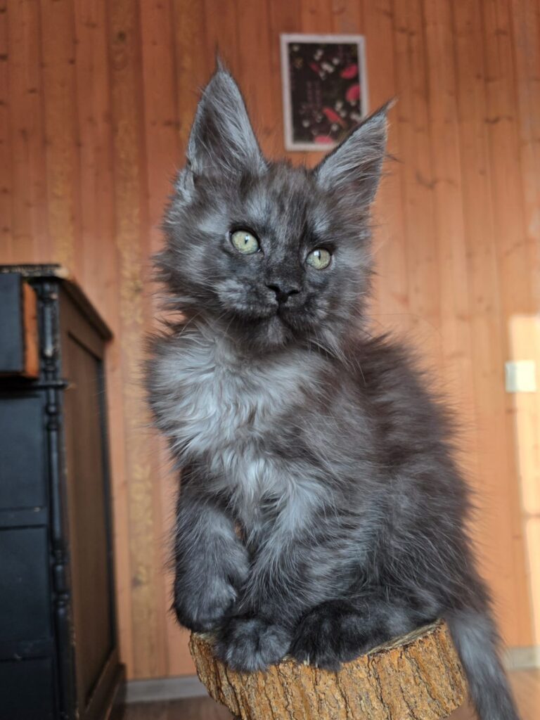 Platon Polydactyl 6/6/6/6