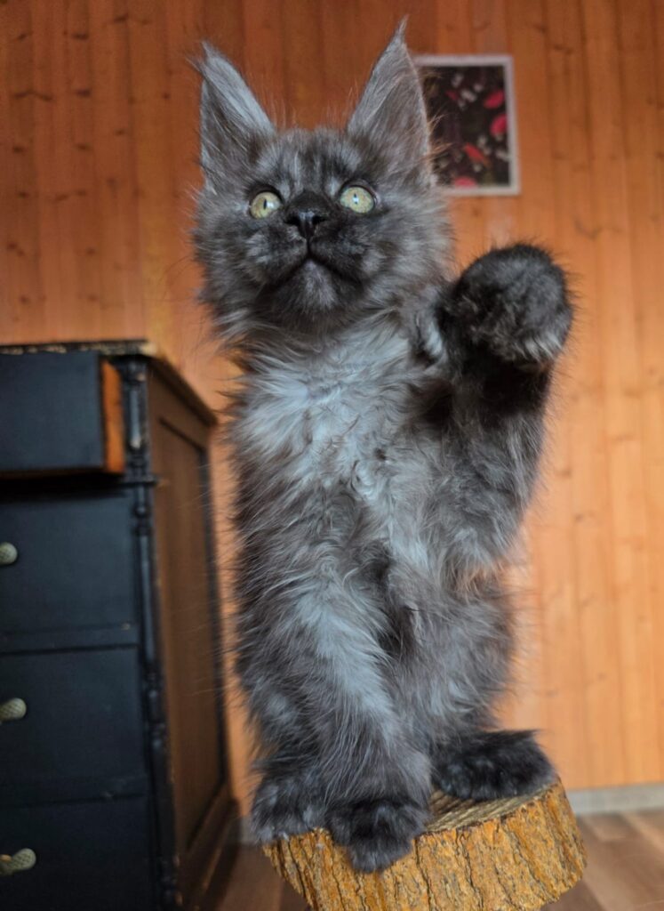 Platon Polydactyl 6/6/6/6