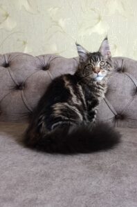 Diamond Maine Coon kitten - Available for adoption at FavCats