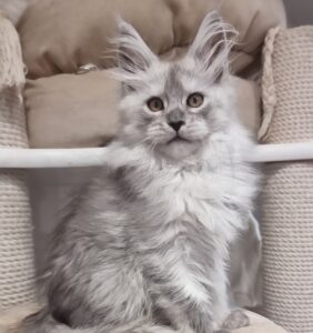 Belisa Maine Coon kitten - Available for adoption at FavCats