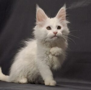 Uslada Maine Coon kitten - Available for adoption at FavCats