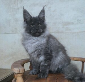 Fantik Maine Coon kitten - Available for adoption at FavCats