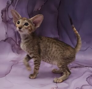 Glenna U Oriental Cat kitten - Available for adoption at FavCats