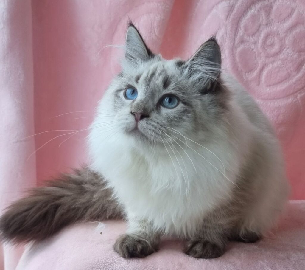 Wilma