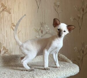 Fagot R Oriental Cat kitten - Available for adoption at FavCats