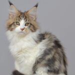 Happy Paw thumbnail