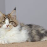 Happy Paw thumbnail