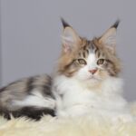 Happy Paw thumbnail