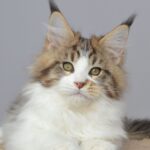 Happy Paw thumbnail