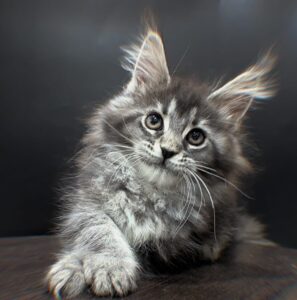 Esmeralda Maine Coon kitten - Available for adoption at FavCats