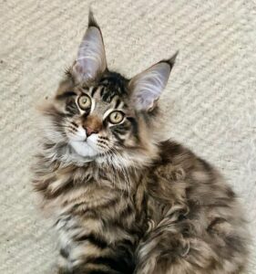 Triphon Maine Coon kitten - Available for adoption at FavCats