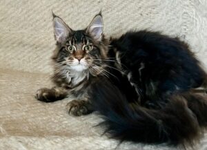 Tafty Maine Coon kitten - Available for adoption at FavCats