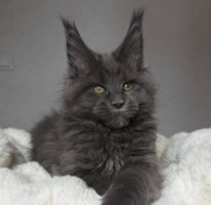 Jordan Maine Coon kitten - Available for adoption at FavCats