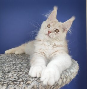 Sema Maine Coon kitten - Available for adoption at FavCats