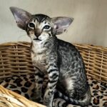 Jacomo Casanova thumbnail