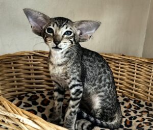 Jacomo Casanova R Oriental Cat kitten - Available for adoption at FavCats