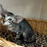 Jacomo Casanova thumbnail