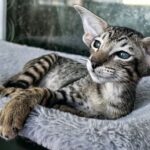 Jacomo Casanova thumbnail