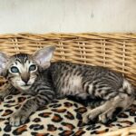 Jacomo Casanova thumbnail