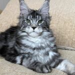 Vostok reserved for Karissa thumbnail