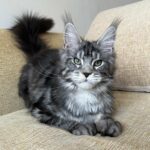 Vostok reserved for Karissa thumbnail