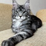 Vostok reserved for Karissa thumbnail