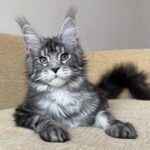 Vostok reserved for Karissa thumbnail