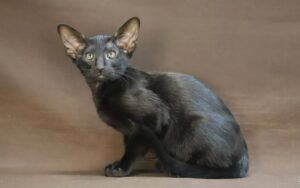 Vitas after 04/10 Oriental Cat kitten - Available for adoption at FavCats
