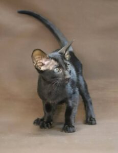 Vagner after 04/10 Oriental Cat kitten - Available for adoption at FavCats