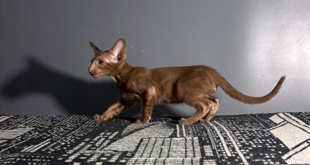 Gabriella after 03/12