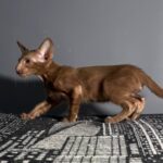 Gabriella after 03/12 thumbnail