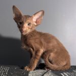 Gabriella after 03/12 thumbnail