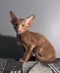 Gabriella Oriental Cat kitten - Available for adoption at FavCats